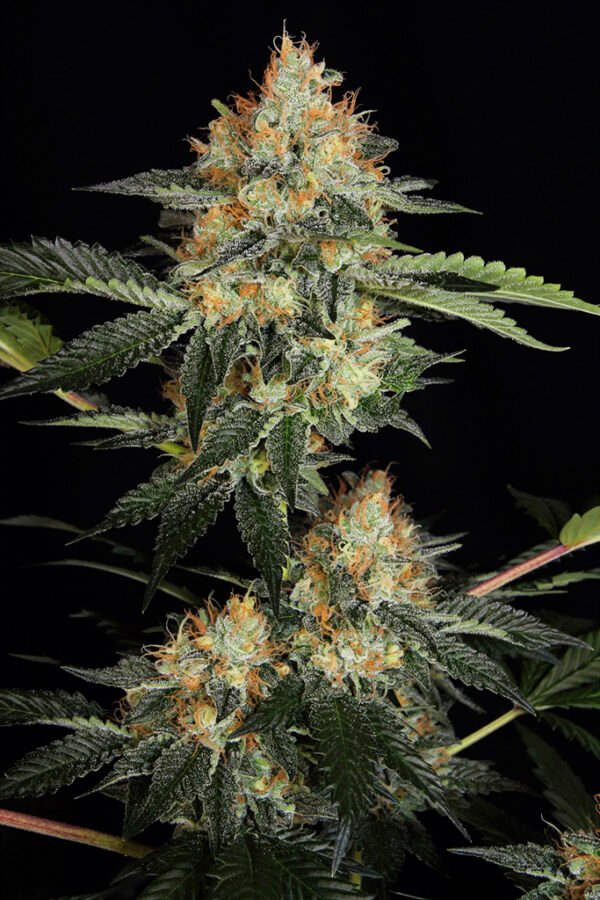 Semillas Dinafem Seeds Dinachem x1