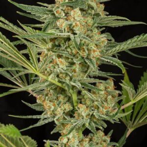 Semillas Dinafem Seeds Cheese x3