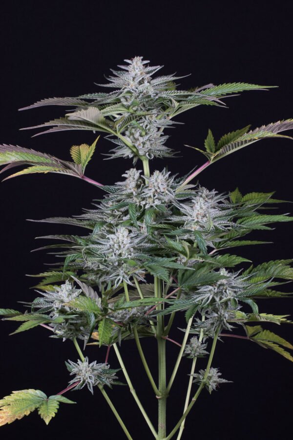 Semillas Dinafem Seeds Ocean Grown Cookies x3