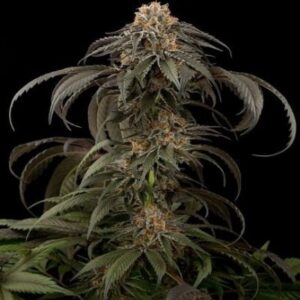 Semillas Dinafem Seeds Purple Afghan Kush x1
