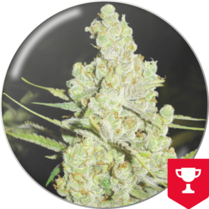 Semillas Medical Seeds 1024 x3