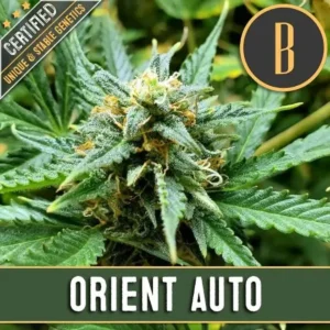 Semillas Blimburn Orient Auto x3