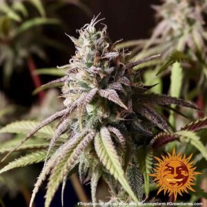 Semillas Barney's Farm Peyote Cookies x5