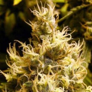 Semillas Nirvana Seeds Wonder Woman FEM x3