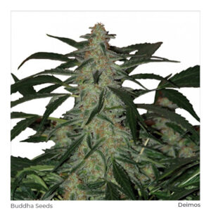Semillas Buddha Seeds Deimos x3