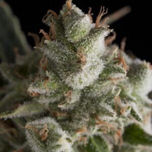 Semillas Pyramid Auto Fresh Candy x4