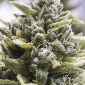 Semillas Humboldt Seeds OG Kush Auto x3
