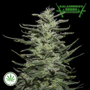 Semillas Kalashnikov Seeds Amnesia Molotov x1