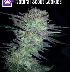 Semillas Natural Seeds Natural Scout Cookies x1