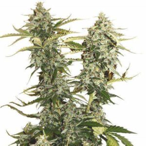 Semillas Stocker Seeds Candy Dawg Auto x3