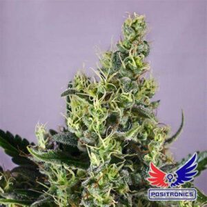 Semillas Positronics Coleccion Sativa Fem x6