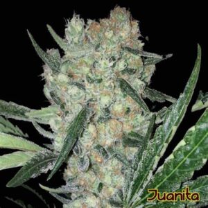 Semillas Philosopher Seeds Juanita Mix Fem x4