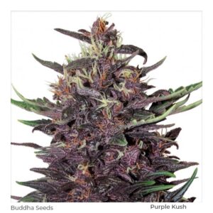 Semillas Buddha Seeds Buddha Purple Kush Feminizada x3