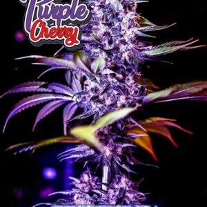 Semillas Positronics Purple Cherry Fem x5