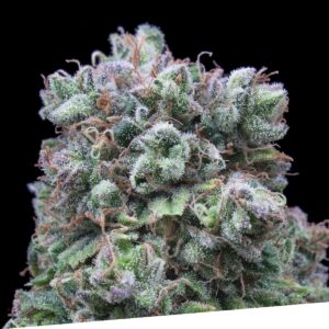 Semillas Exclusive Seeds Bank Kush Exclusive Fem x1