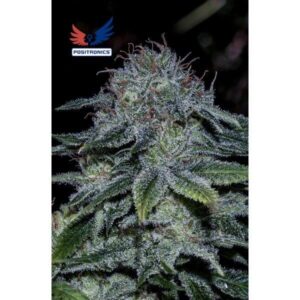 Semillas Positronics Mystic Cookie Fem x5