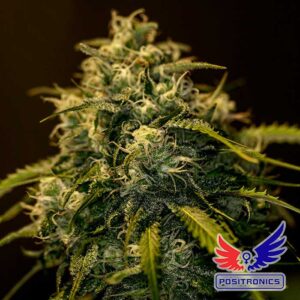 Semillas Positronics Jack Diesel Fem x5