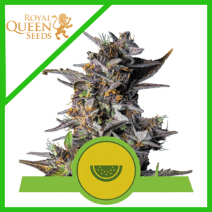 Semillas Royal Queen Seeds Watermelon Auto x3