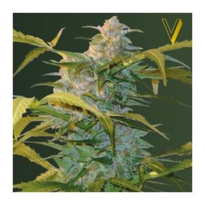 Semillas Victory Seeds Auto Heaven Auto x3