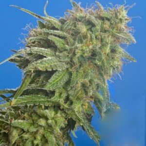 Semillas Nirvana Seeds Amsterdam Swiss Cheese Auto x1