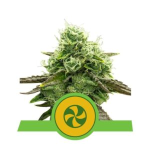 Semillas Royal Queen Seeds Sweet ZZ Auto x3