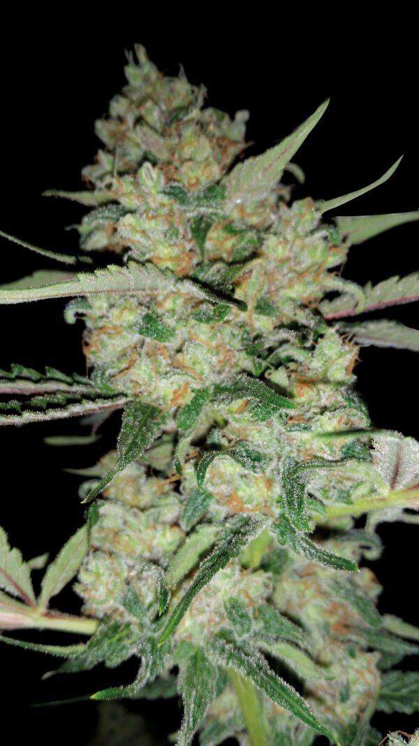 Semillas Exclusive Seeds Bank Amnesia Fem x1