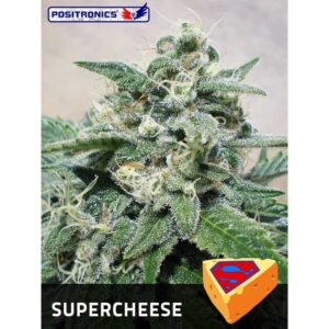Semillas Positronics Super Cheese Fem x5