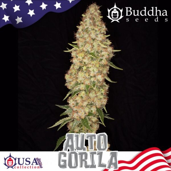 Semillas Buddha Seeds Gorila Auto x3