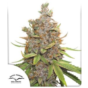 Semillas Dutch Passion Glueberry OG Feminized x3