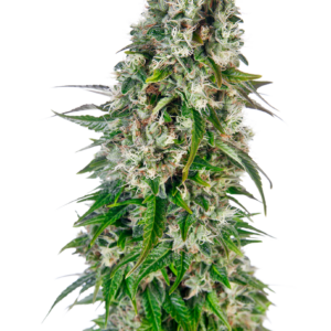 Semillas Sensi Seeds Big Bud Automatic x3