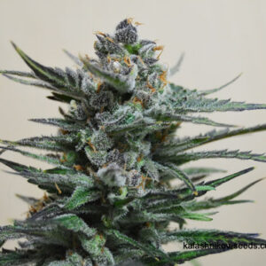Semillas Kalashnikov Seeds Blue Acid Auto x1