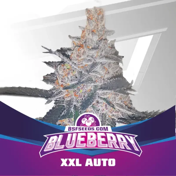 Semillas BSF Blueberry XXL Auto Star Players x4