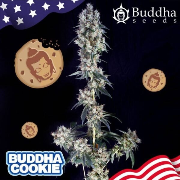 Semillas Buddha Seeds Buddha Cookie Feminizada x3