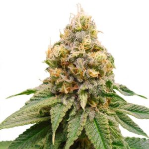 Semillas Breeders Collection Girls Scout Cookies x Dosidos x3
