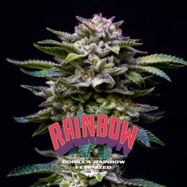 Semillas BSF Gorilla Rainbow Feminized x2