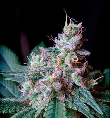 Semillas Sunset Genetics Hangover FEM x1