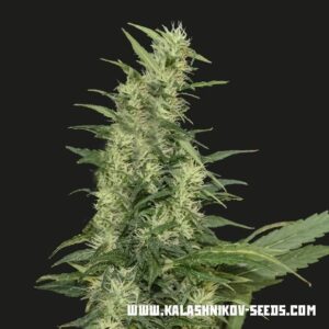 Semillas Kalashnikov Seeds Amur Giant Auto x1