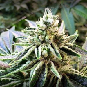 Semillas Sunset Genetics Lex Luthor FEM x1