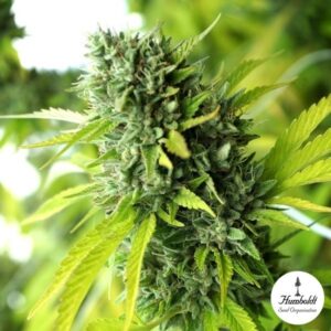 Semillas Humboldt Seed Organization Mango OG Auto x3