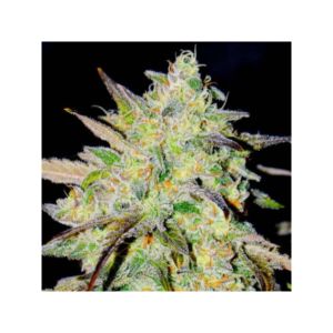 Semillas Delicious Seeds Marmalate Fem x1