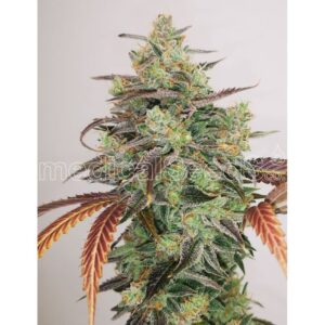 Semillas Medical Seeds Y Griega CBD 2.0 x3