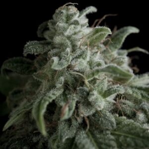 Semillas Pyramid Nefertiti Fem x4