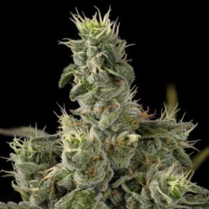 Semillas Breeders Collection Nicole Kush x Blue Headband x3