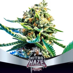 Semillas BSF Nitro Haze Femenized x2