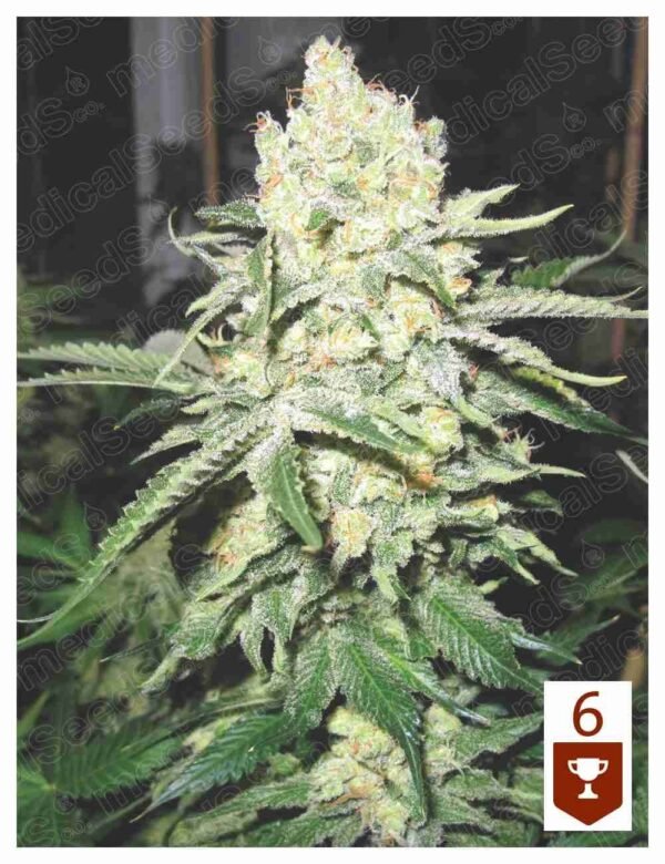 Semillas Medical Seeds No Name x3