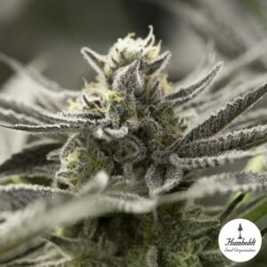 Semillas Humboldt Seed Organization OGKZ Auto x3