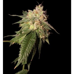 Semillas Sunset Genetics One Way FEM x1