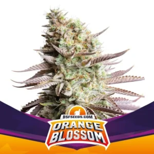 Semillas BSF Orange Blossom Feminized Star Players x4
