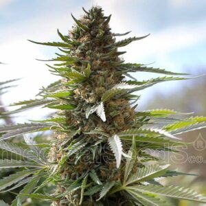 Semillas Medical Seeds Bluehell (auto) x3