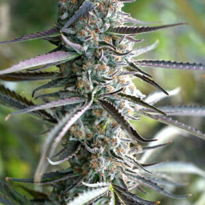 Semillas Humboldt Seed Organization Pineapple Chem Auto x3